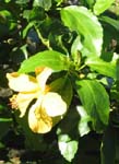 Hibiscus kokio subsp. saintjohnianus  - Yellow flowering