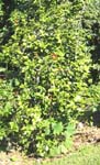 Hibiscus kokio subsp. saintjohnianus  - 