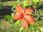 Hibiscus kokio subsp. saintjohnianus  - Orange flowering