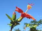 Hibiscus kokio subsp. saintjohnianus  - Red flowering
