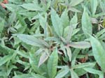 Ipomoea batatas   - 