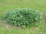 Ipomoea batatas   - 