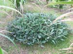 Ipomoea batatas   - 
