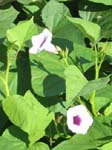 Ipomoea batatas   - 