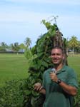 Ipomoea batatas   - Kamaui Aiona, Director of the Kahanu Garden of the NTBG speaking about Ipomea batatas