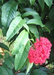 Ixora casei   - 