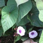 Ipomoea batatas   - Sweet potato leaf and flower detail