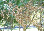 Lagerstroemia duperreana   - Crape myrtle, fruit detail