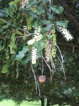 Macadamia integrifolia   - Flowers and fruit
