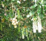 Macadamia integrifolia   - Flowers and fruit