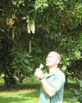 Macadamia integrifolia   - Kamaui Aiona, Director of the Kahanu Garden of the NTBG speaking about Macadamia integrifolia