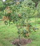 Mangifera indica   - 