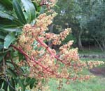 Mangifera indica   - 