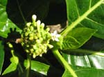 Morinda citrifolia   - 
