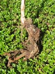 Piper methysticum   - 