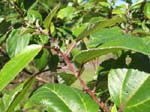 Pipturus kauaiensis   - 