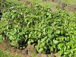 Pipturus kauaiensis   - 