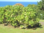 Scaevola taccada   - Plant in Hawaii (Limahuli Garden)