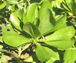Scaevola taccada   - 