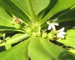 Scaevola taccada   - 