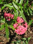 Arachnothryx leucophylla   - Flowering branch