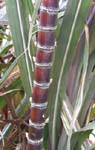 Saccharum officinarum   - 