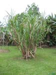 Saccharum officinarum   - 
