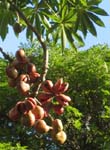 Sterculia foetida   - Ripe fruit splitting to show seeds