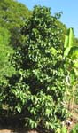 Syzygium malaccense   - 