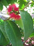 Syzygium malaccense   - Mountain apple, flower detail