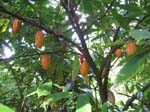 Theobroma cacao   - Mature fruit hanging on branches