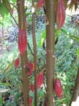 Theobroma cacao   - Immature cocoa-fruit