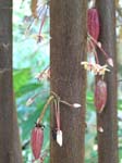 Theobroma cacao   - Flowers and very young fruits