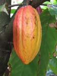 Theobroma cacao   - Mature fruit