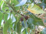 Thespesia populnea   - 