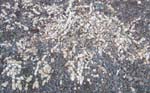 Zingiber zerumbet   - Rhizomes, plant dormant