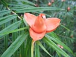 Freycinetia cumingiana   - Flowering stem, bracts just opening