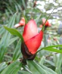 Freycinetia cumingiana   - Flowering stem in bud