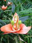 Freycinetia cumingiana   - Open bracts with 3 female inflorescences