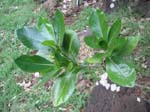 Gardenia taitensis   - 