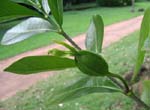 Gardenia taitensis   - 