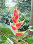 Heliconia wagneriana   - Inflorescence