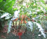 Heliconia wagneriana   - Habit, flowering plant