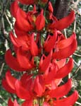 Beautiful Plants of the NTBG