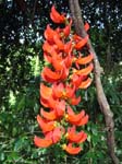 Mucuna novo-guineensis   - 