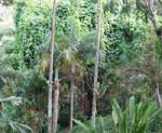 Mucuna novo-guineensis   - 