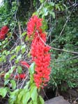 Mucuna novo-guineensis   - 