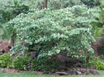 Stemmadenia litoralis   - 