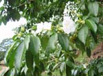 Stemmadenia litoralis   - 