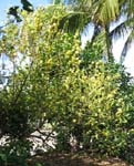 Bakeridesia integerrima   - Habit, flowering plant
